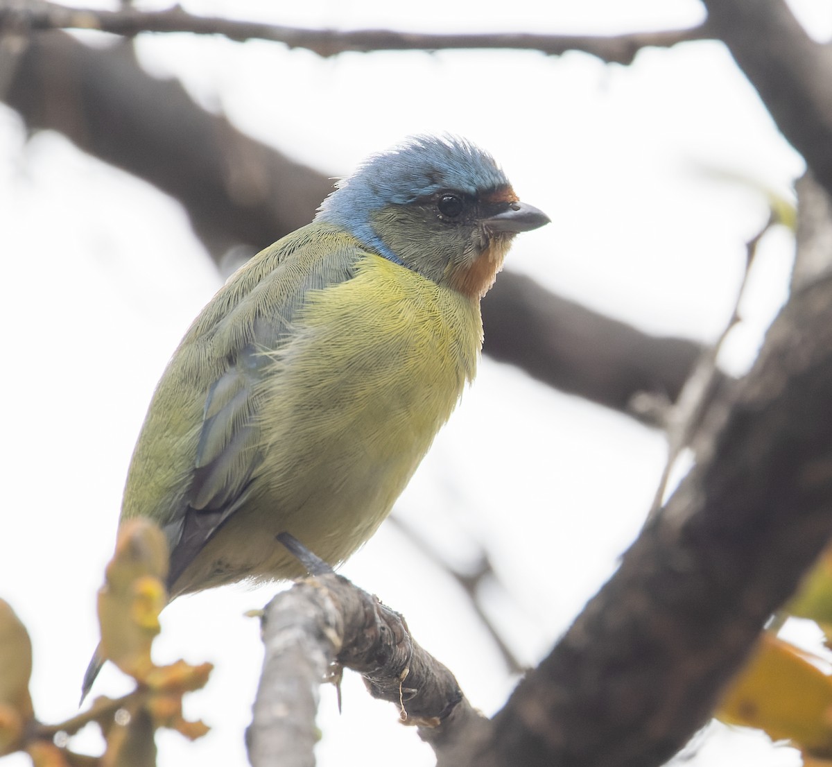 ルリゴシサンショクフウキンチョウ - ML644621981