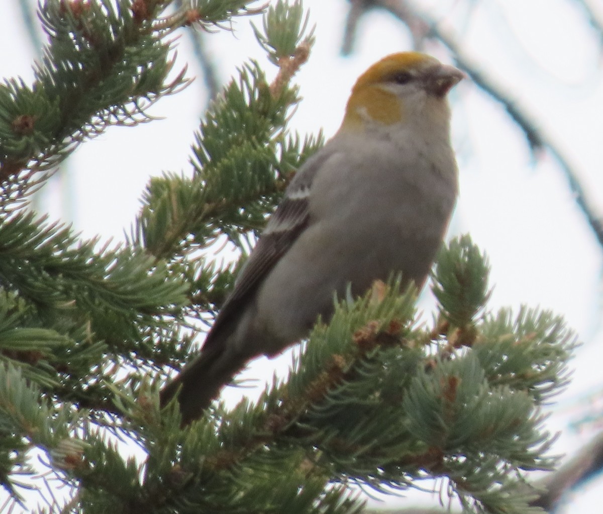 konglebit - ML644621985