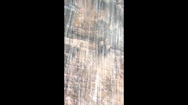 Great Dusky Swift - ML644621986