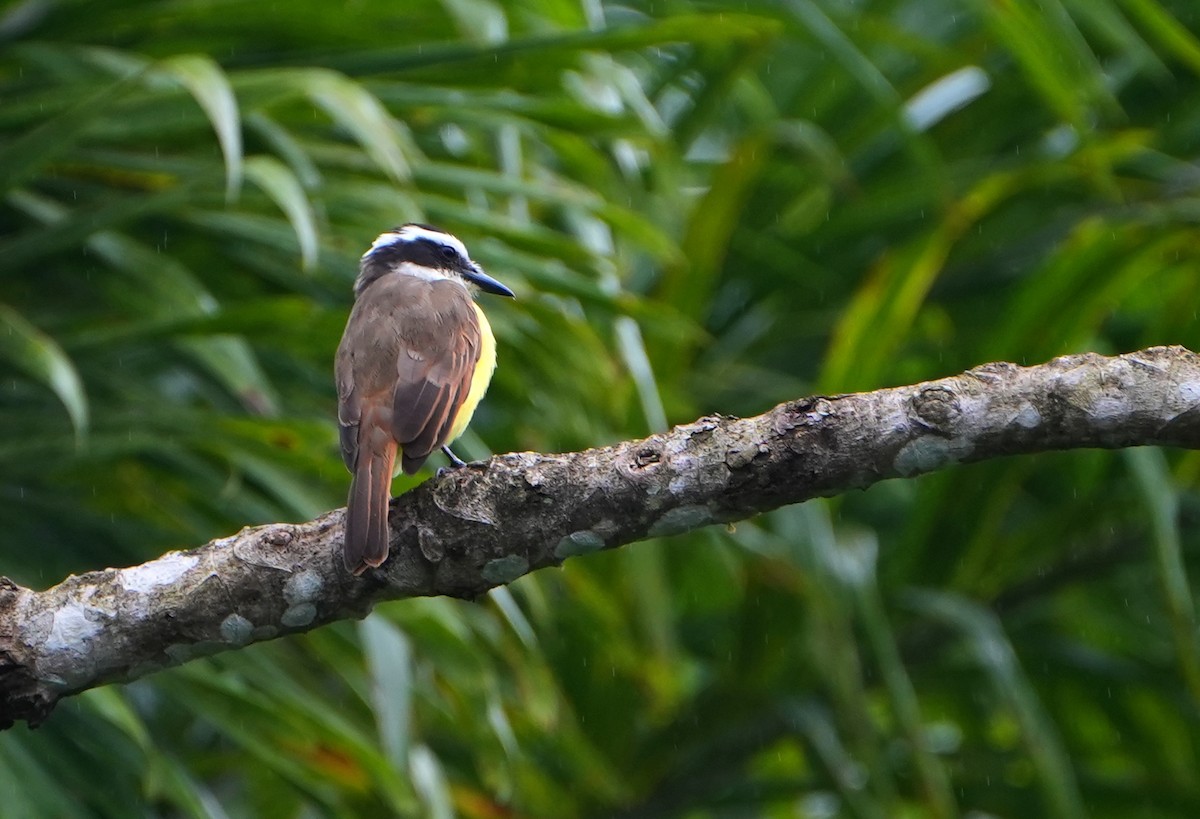 キバラオオタイランチョウ - ML644621993