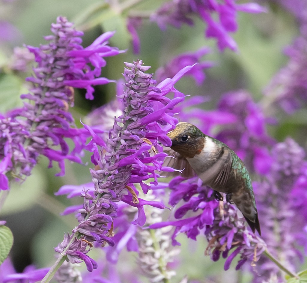 Колібрі рубіновогорлий - ML644621994