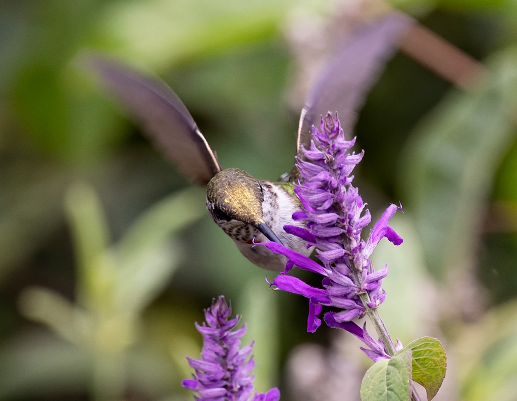 Колібрі рубіновогорлий - ML644621995