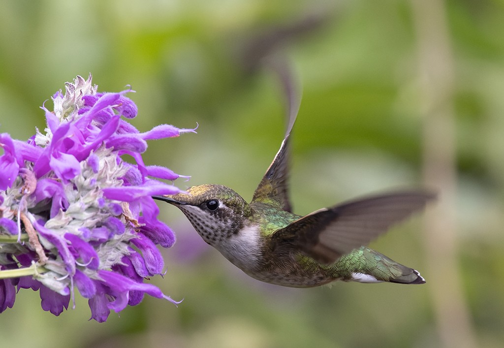 Колібрі рубіновогорлий - ML644621996
