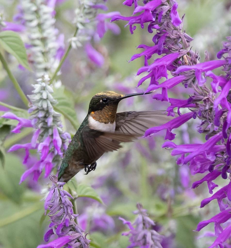 Колібрі рубіновогорлий - ML644621997