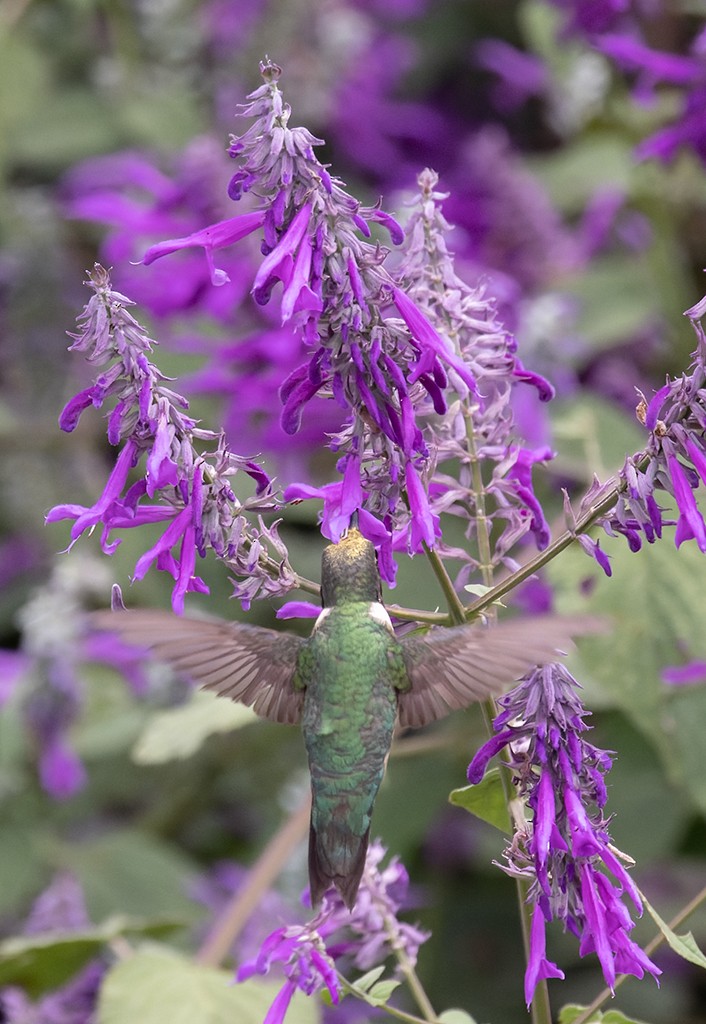 Колібрі рубіновогорлий - ML644621998