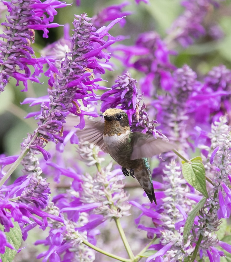 Колібрі рубіновогорлий - ML644621999