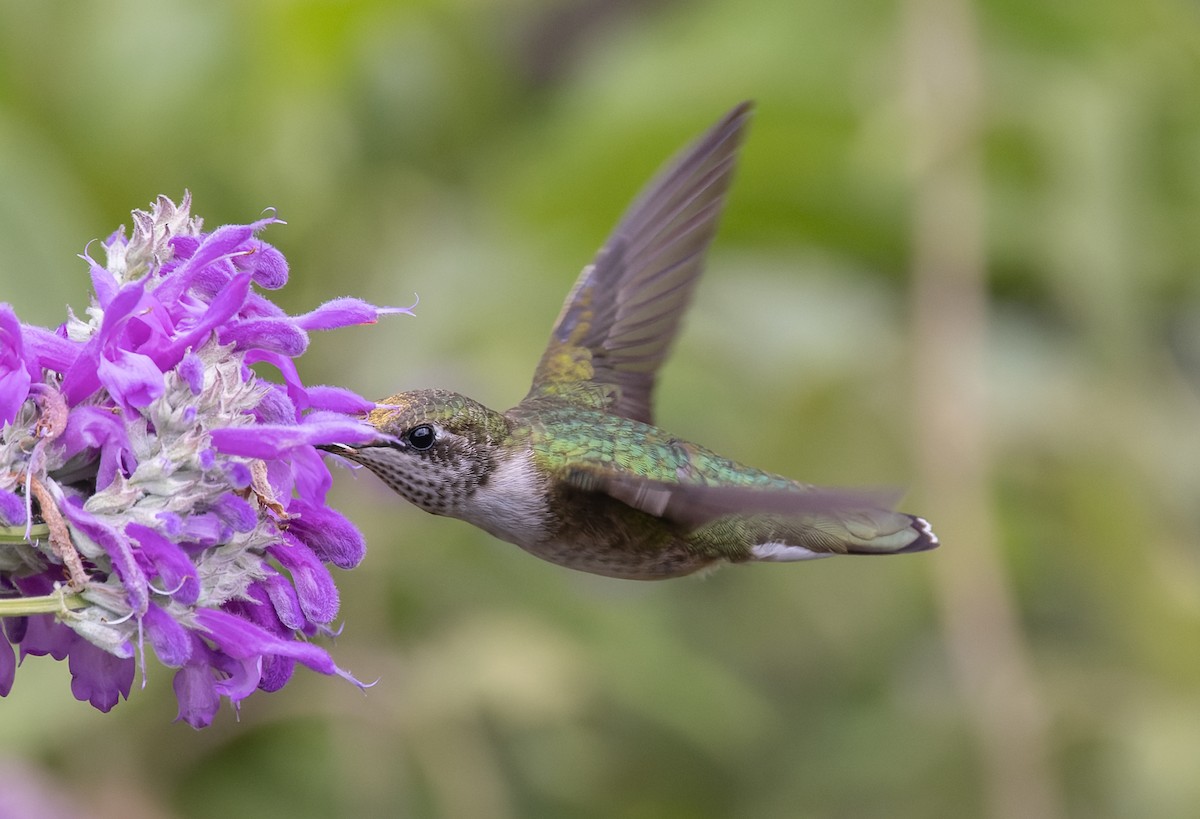 Колібрі рубіновогорлий - ML644622000