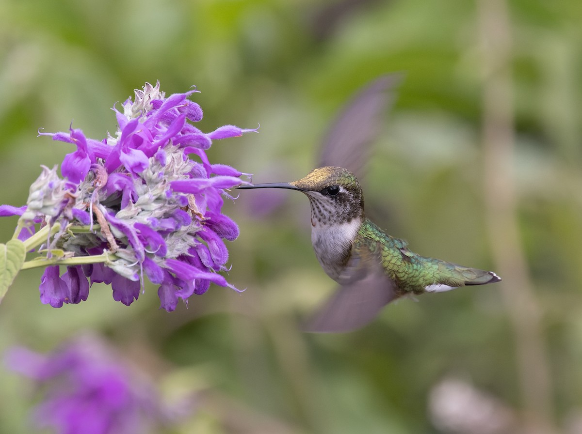 Колібрі рубіновогорлий - ML644622001