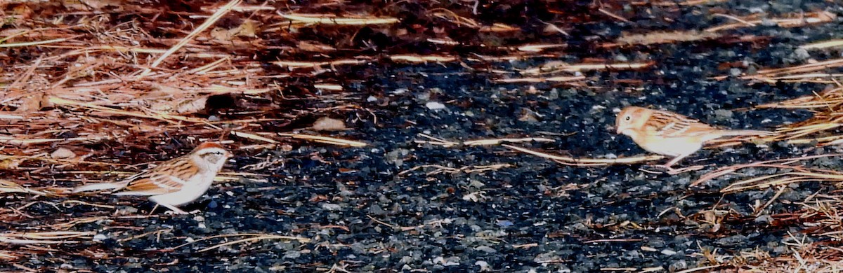 Cırcır Sesli Serçe - ML644622002