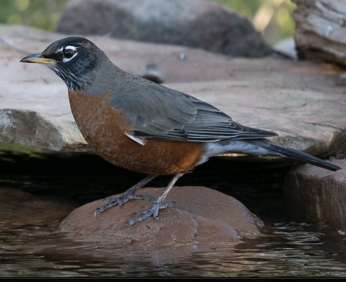 American Robin - ML644622004