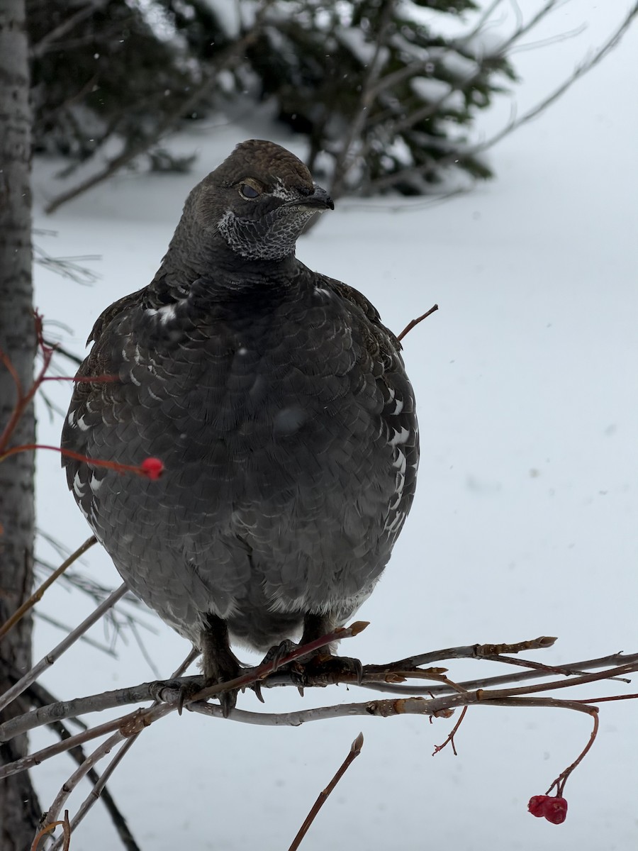 Sooty Grouse - ML644622010