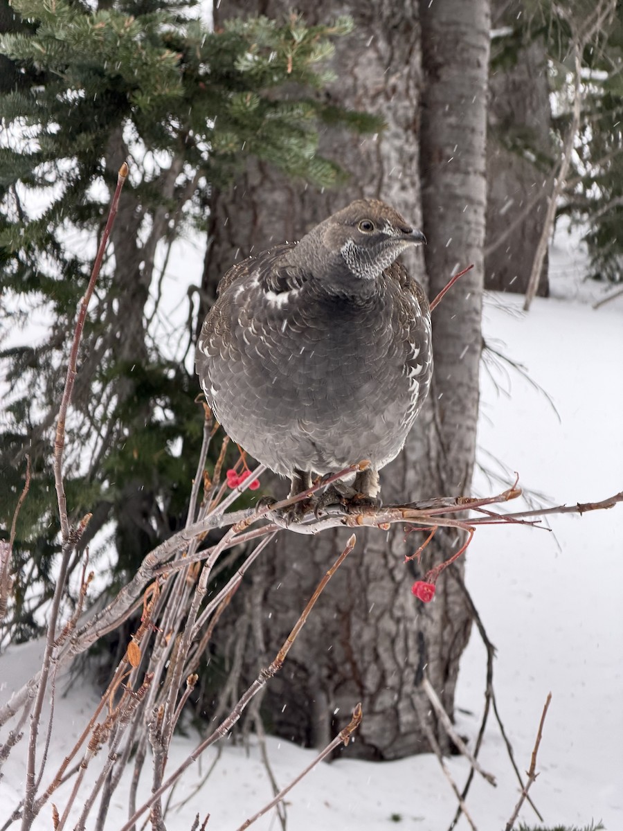 Sooty Grouse - ML644622011