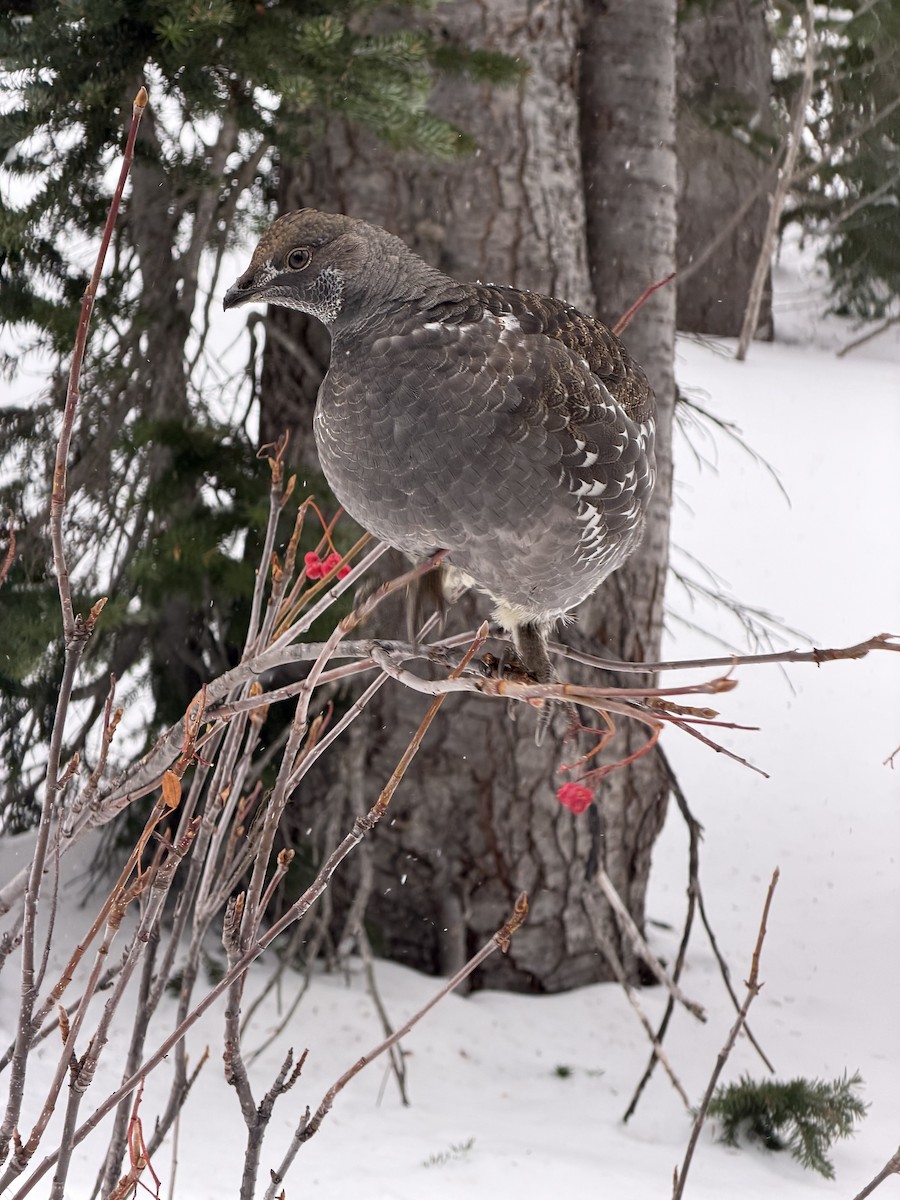 Sooty Grouse - ML644622012