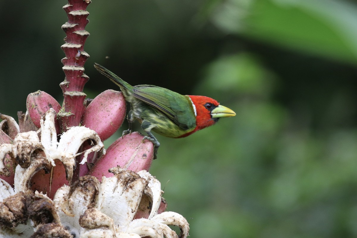 Red-headed Barbet - ML644622013