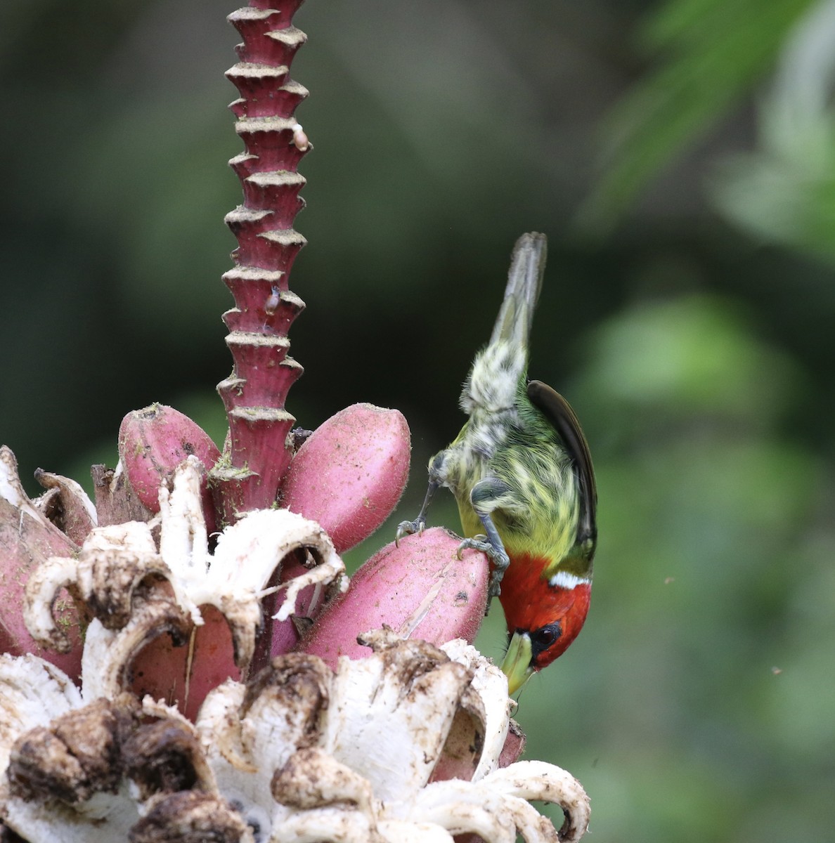 Red-headed Barbet - ML644622014