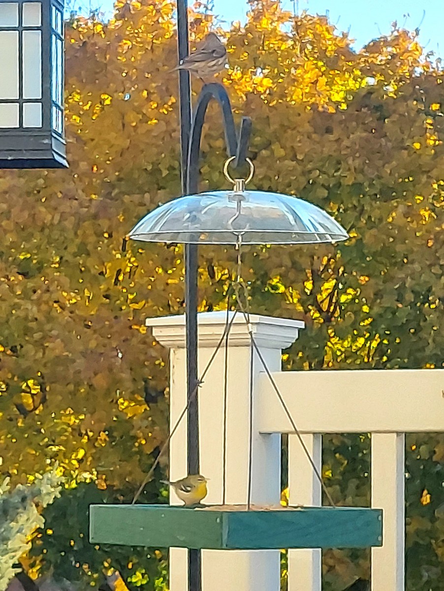 Northern Parula - ML644622021