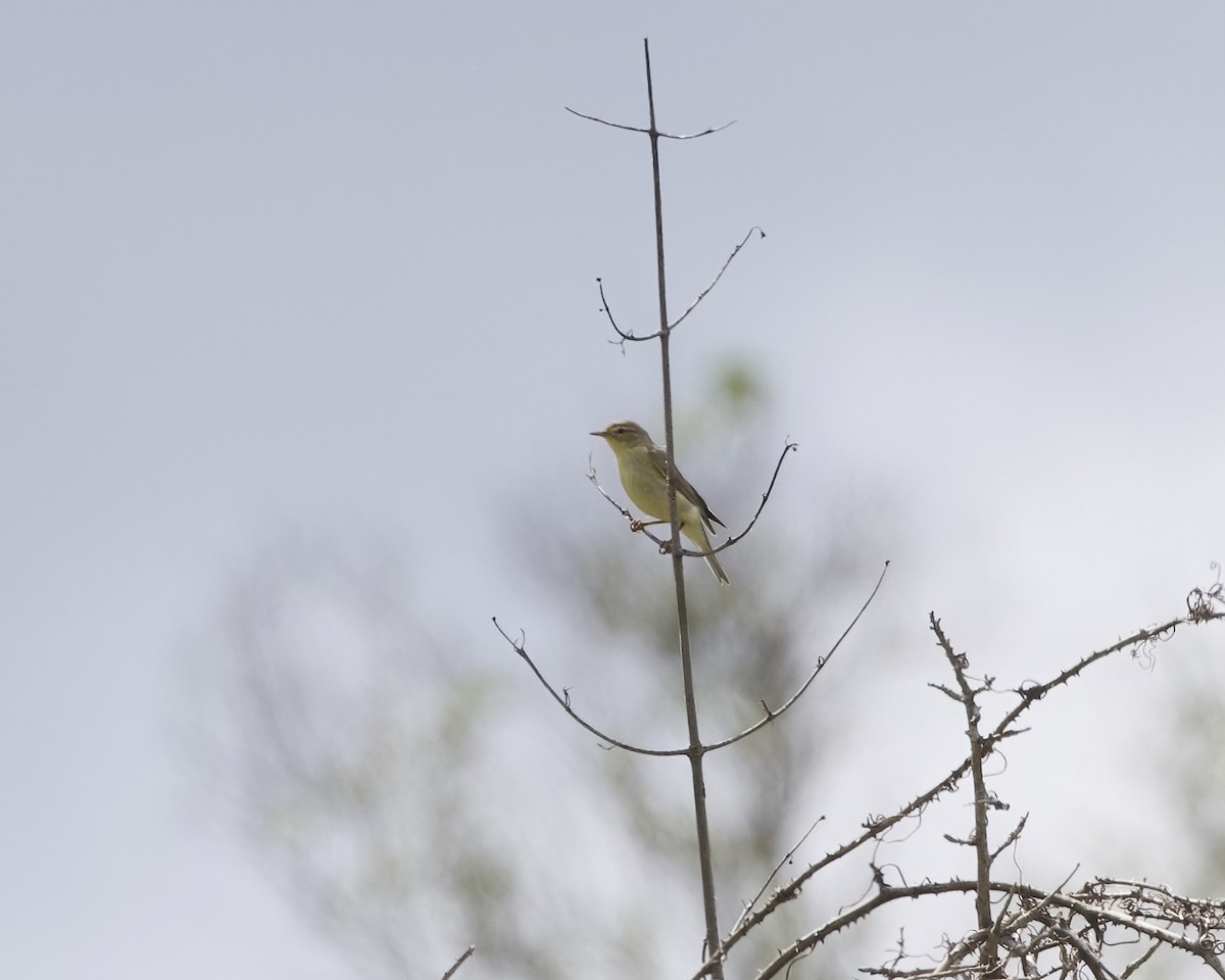 Pouillot fitis - ML644622027