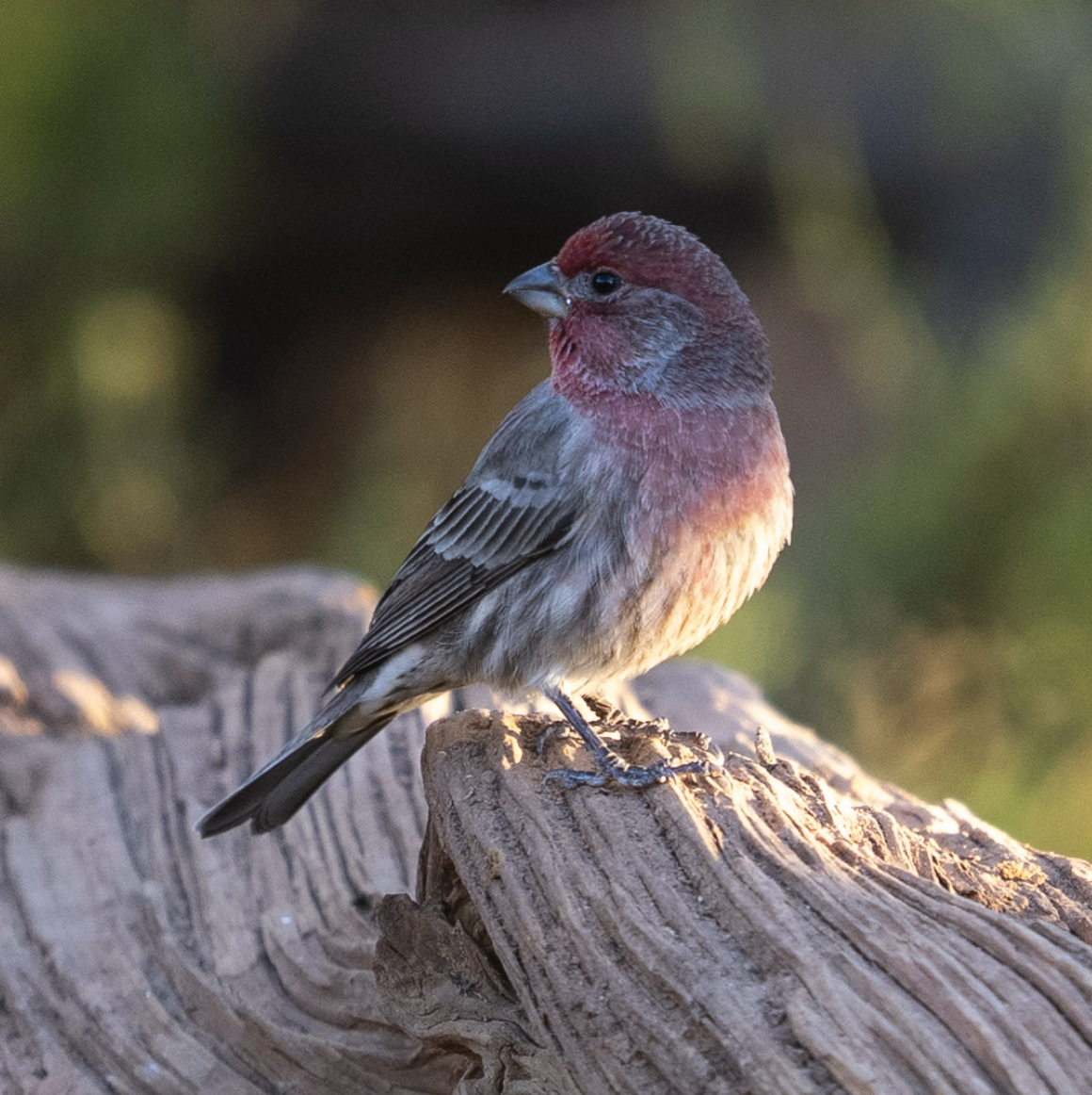 House Finch - ML644622029