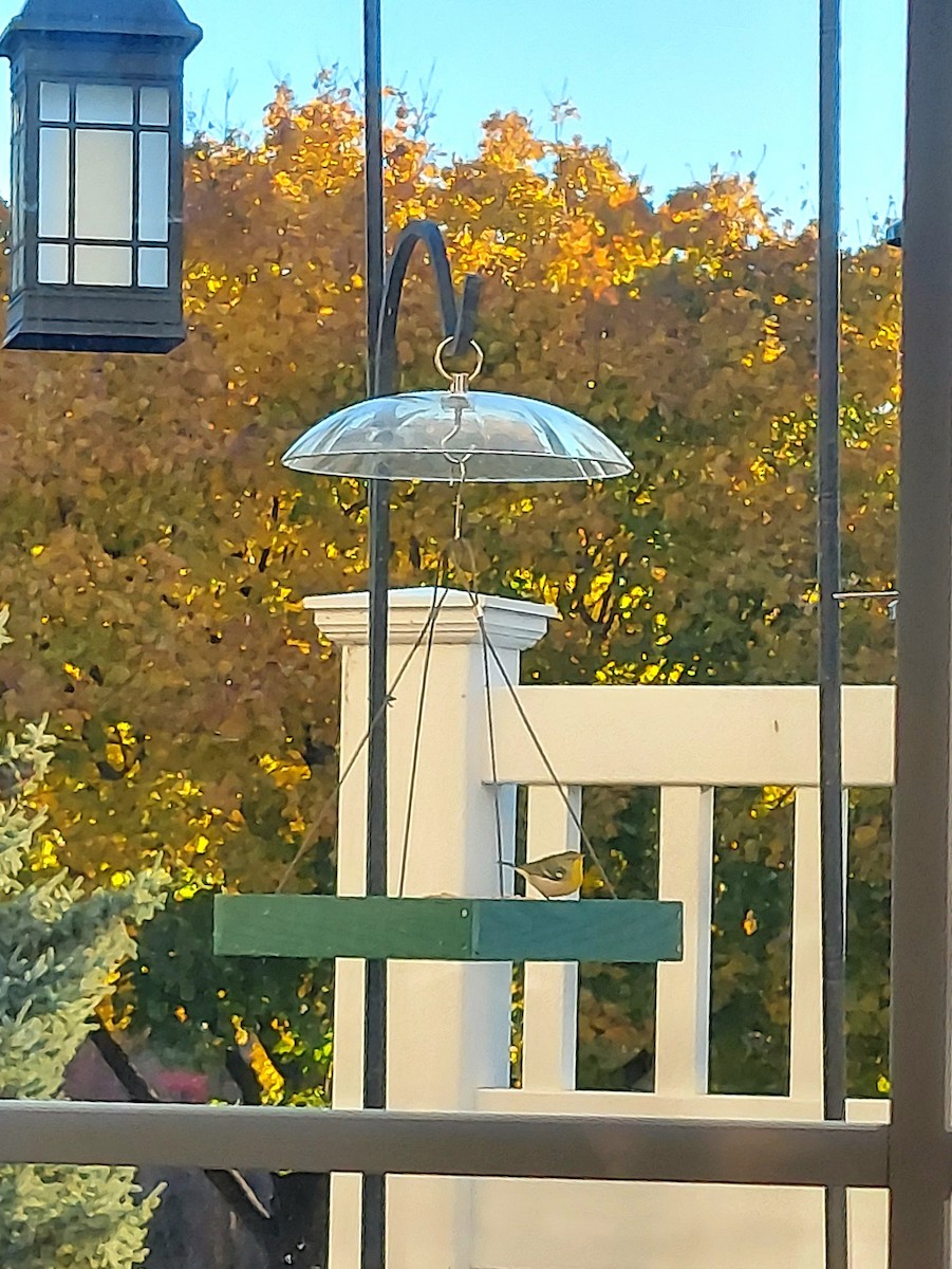 Northern Parula - ML644622030