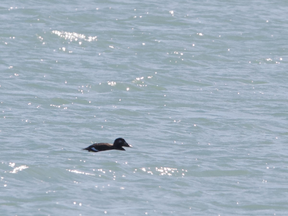 White-winged Scoter - ML644622035