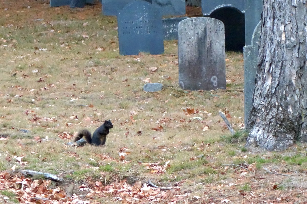 Eastern Gray Squirrel - ML644622038
