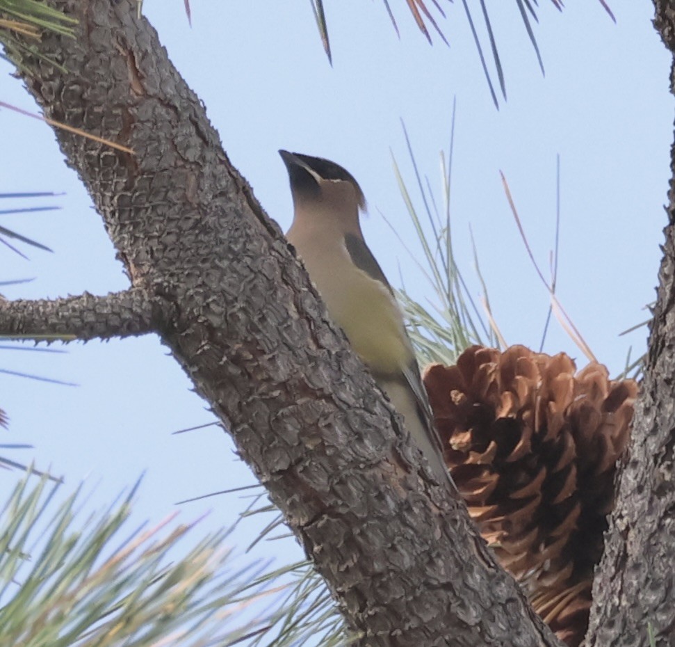 Sedir İpekkuyruğu - ML644622041