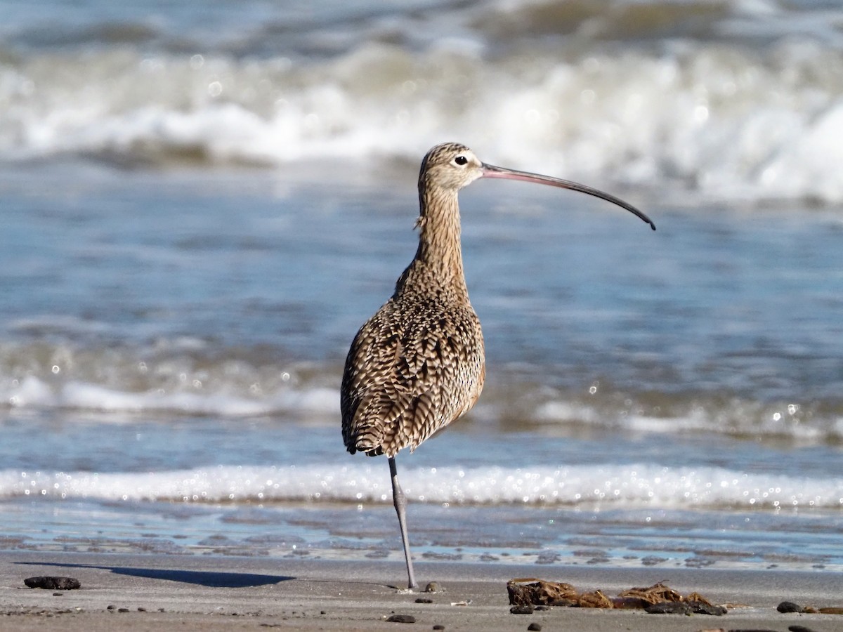 Кульон американський - ML644622043