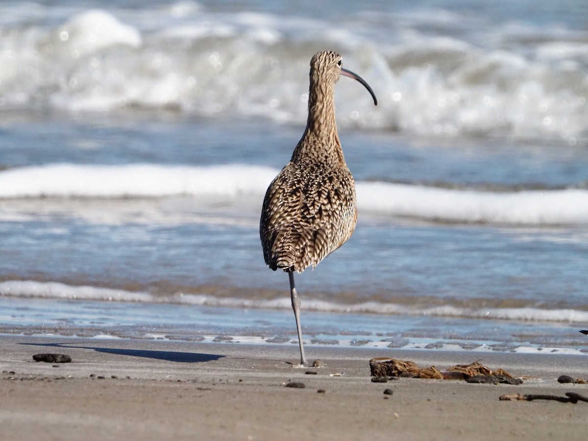 Кульон американський - ML644622044