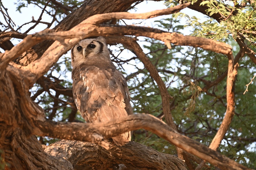 Verreaux's Eagle-Owl - ML644622050