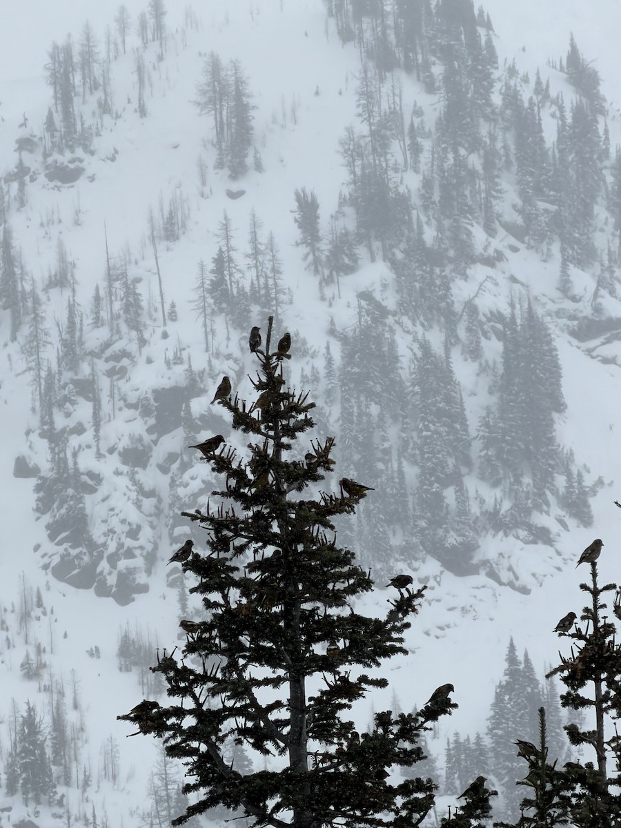 Evening Grosbeak - ML644622052