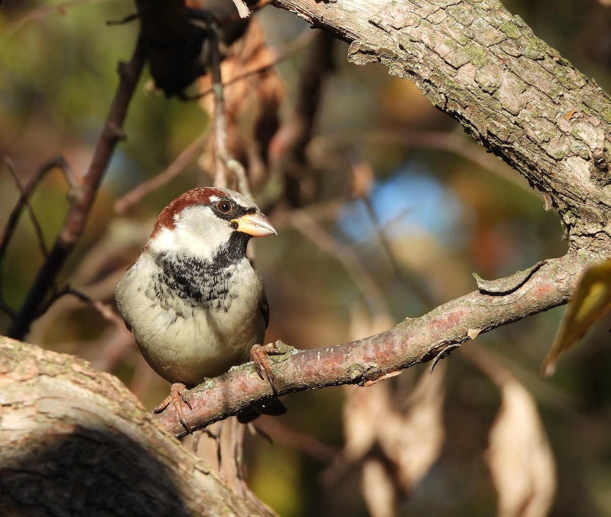 Gorrión Común - ML644622054