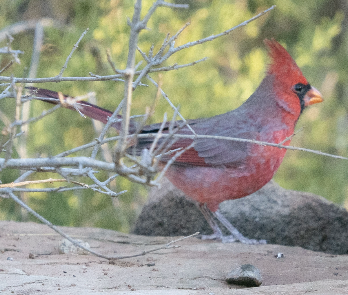 Northern Cardinal - ML644622059