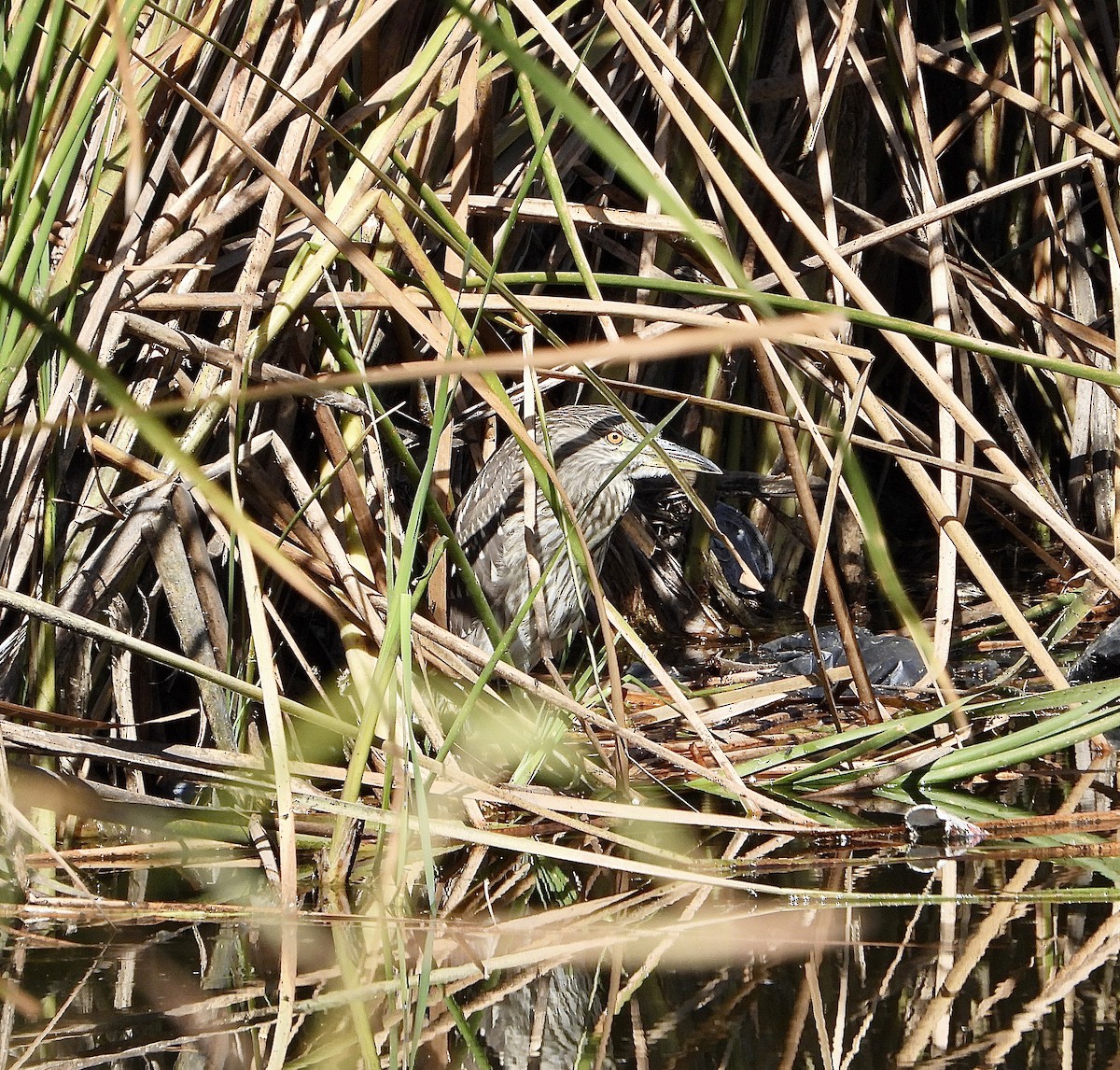 kvakoš noční - ML644622061