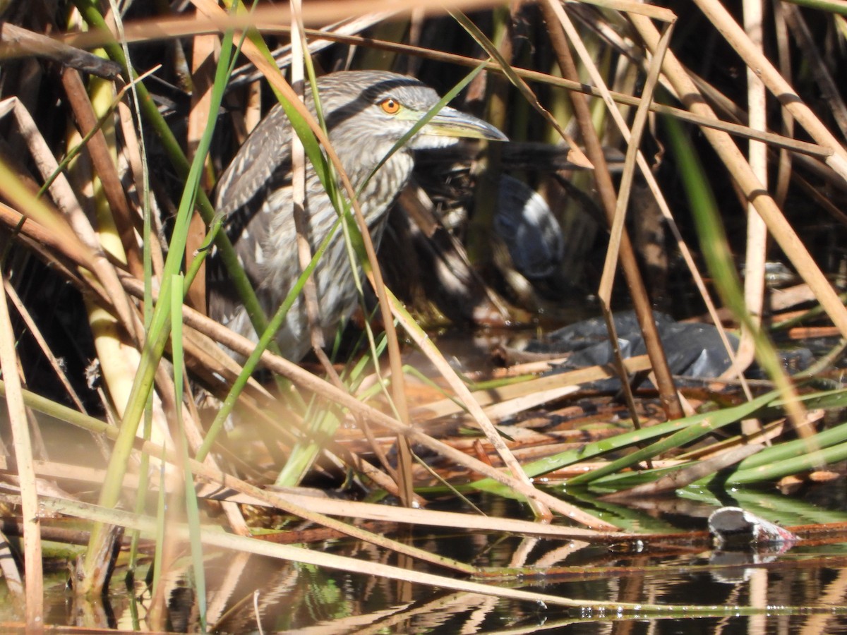 kvakoš noční - ML644622062