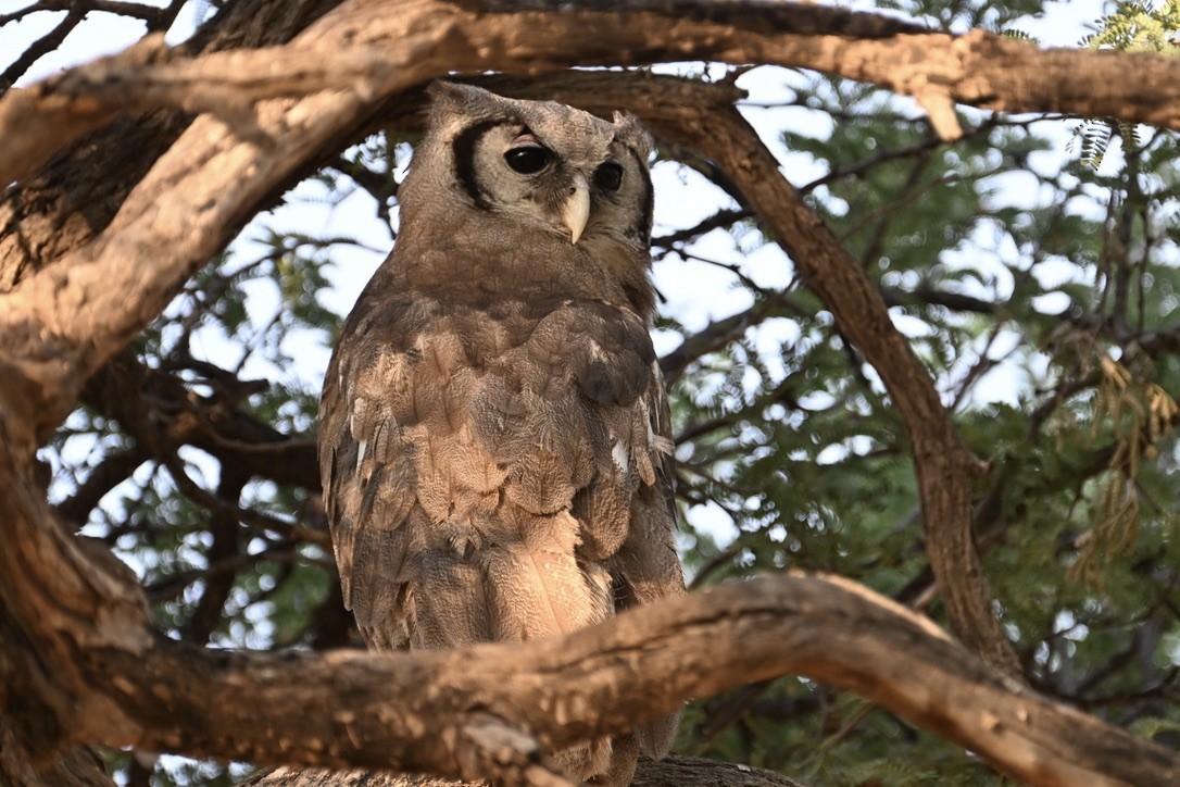 Verreaux's Eagle-Owl - ML644622065