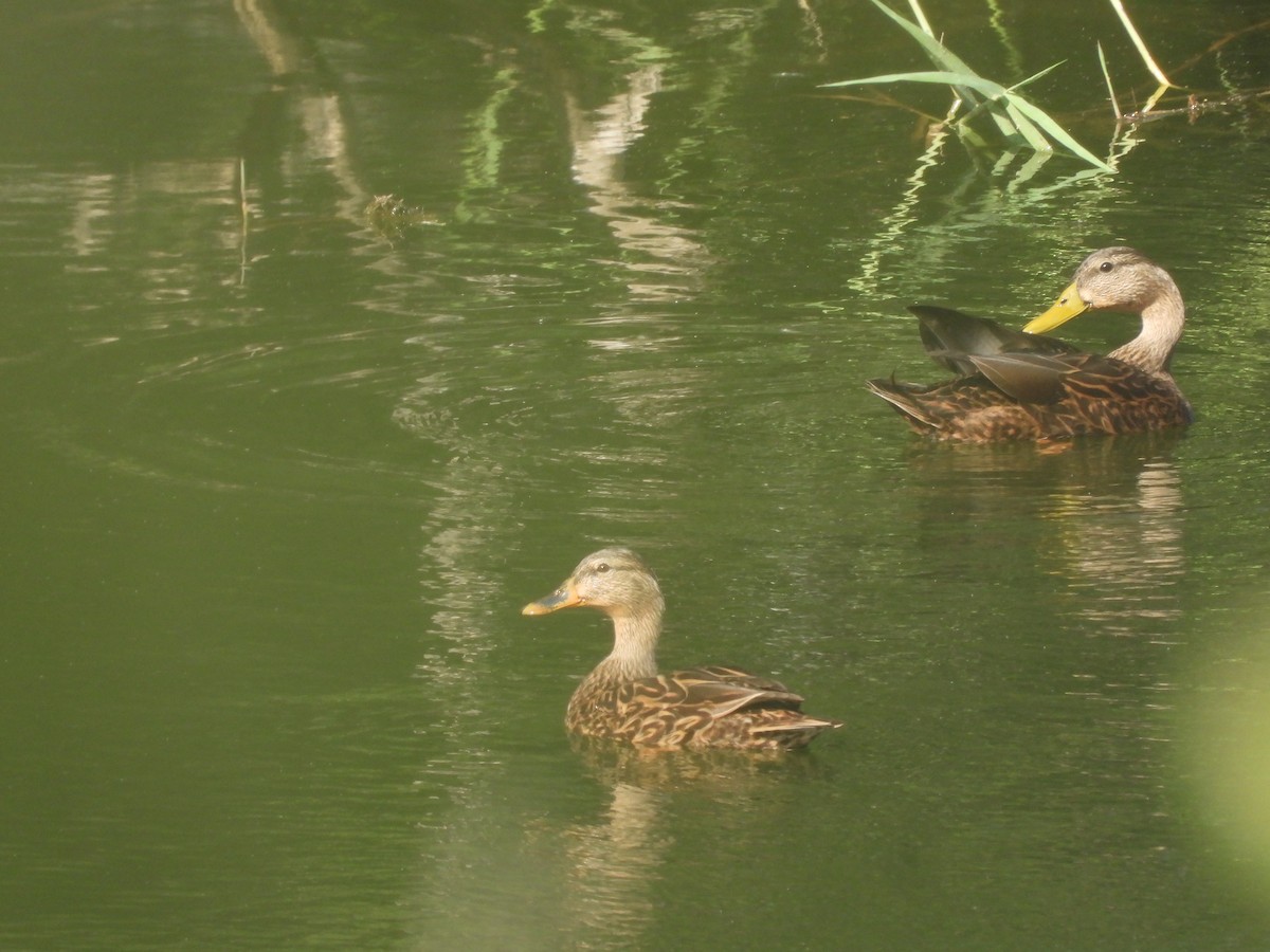 Mexican Duck - ML644622068