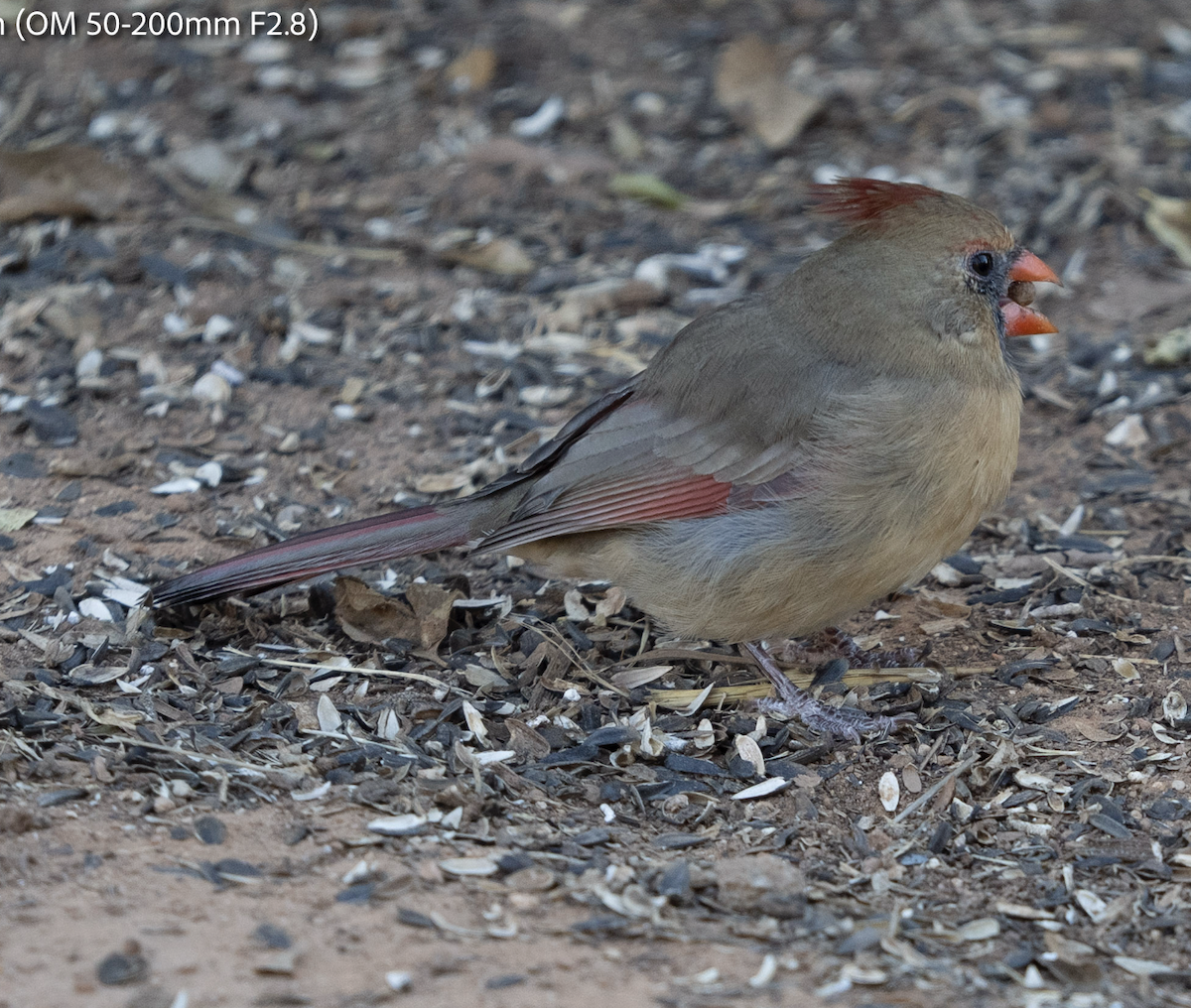 Northern Cardinal - ML644622076