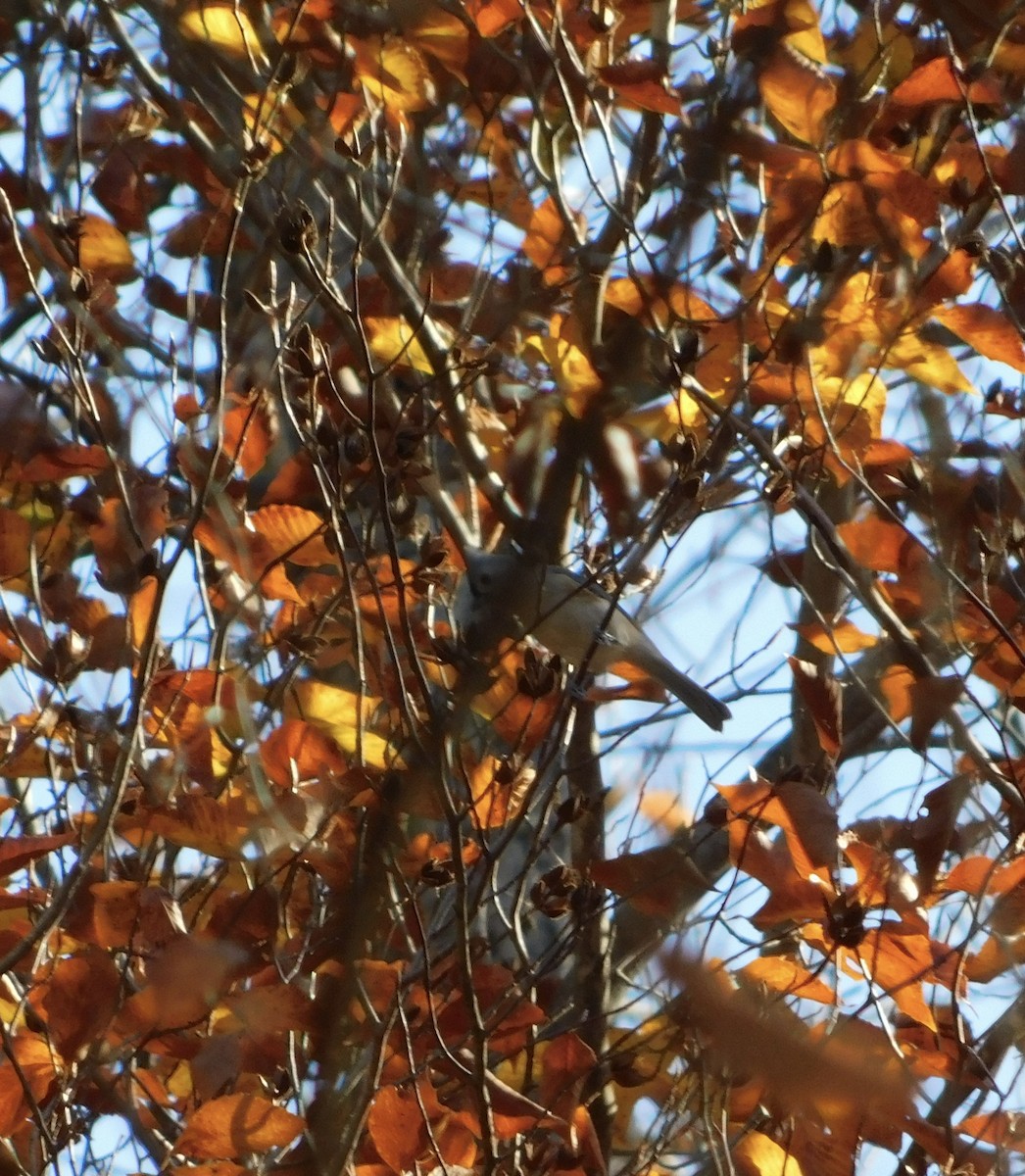 Tufted Titmouse - ML644622081