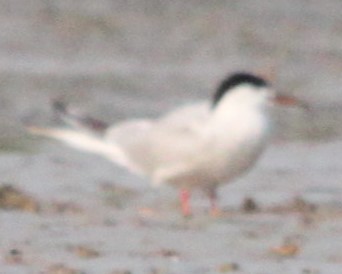 Common Tern - ML644622082