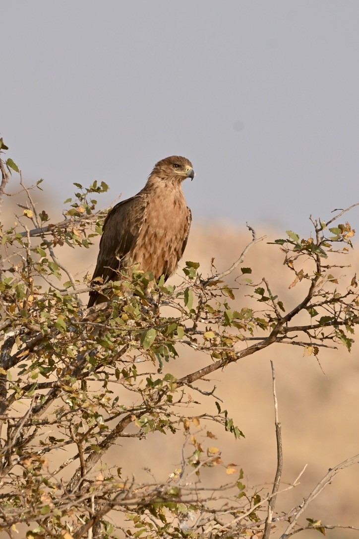 Tawny Eagle - ML644622084