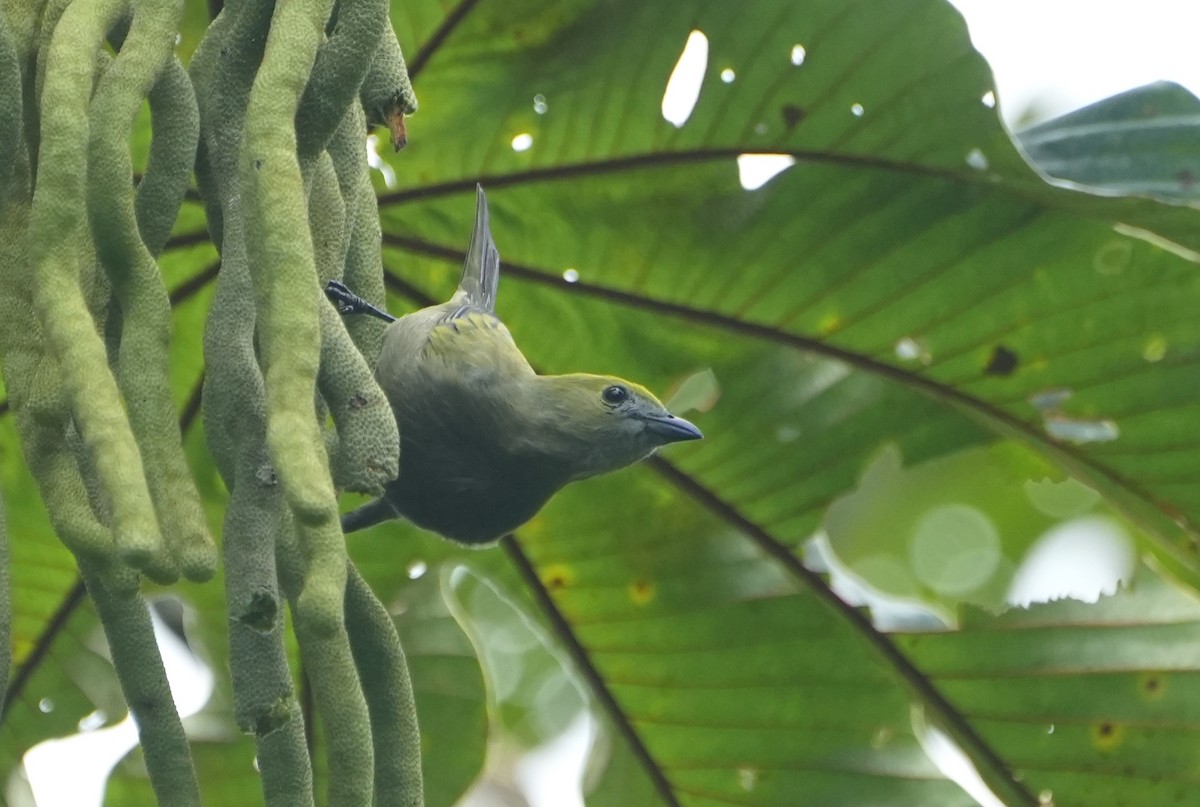 Palm Tanager - ML644622086