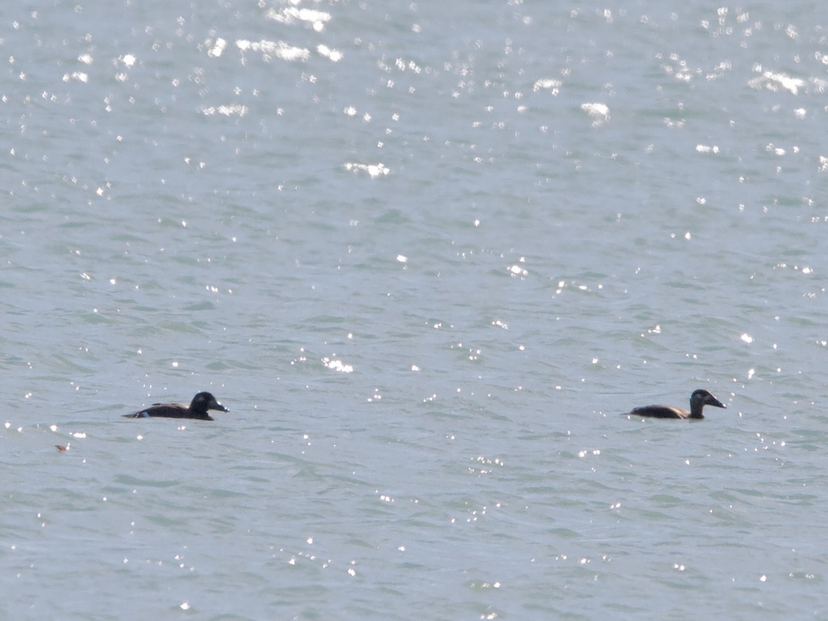 Surf Scoter - ML644622087