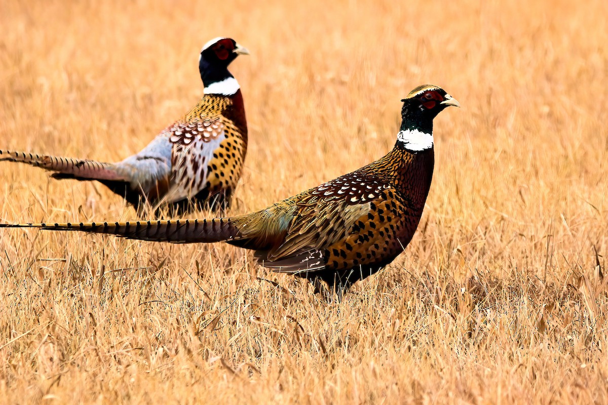 Зэрлэг гургуул - ML644622091