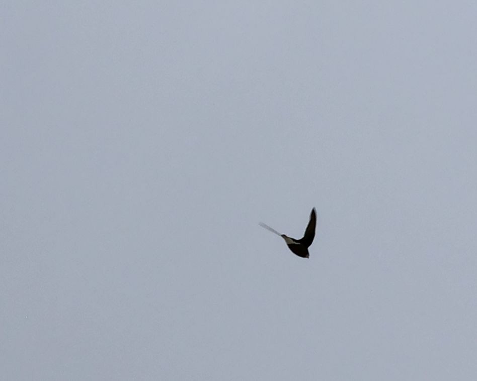 White-throated Needletail - ML644622093