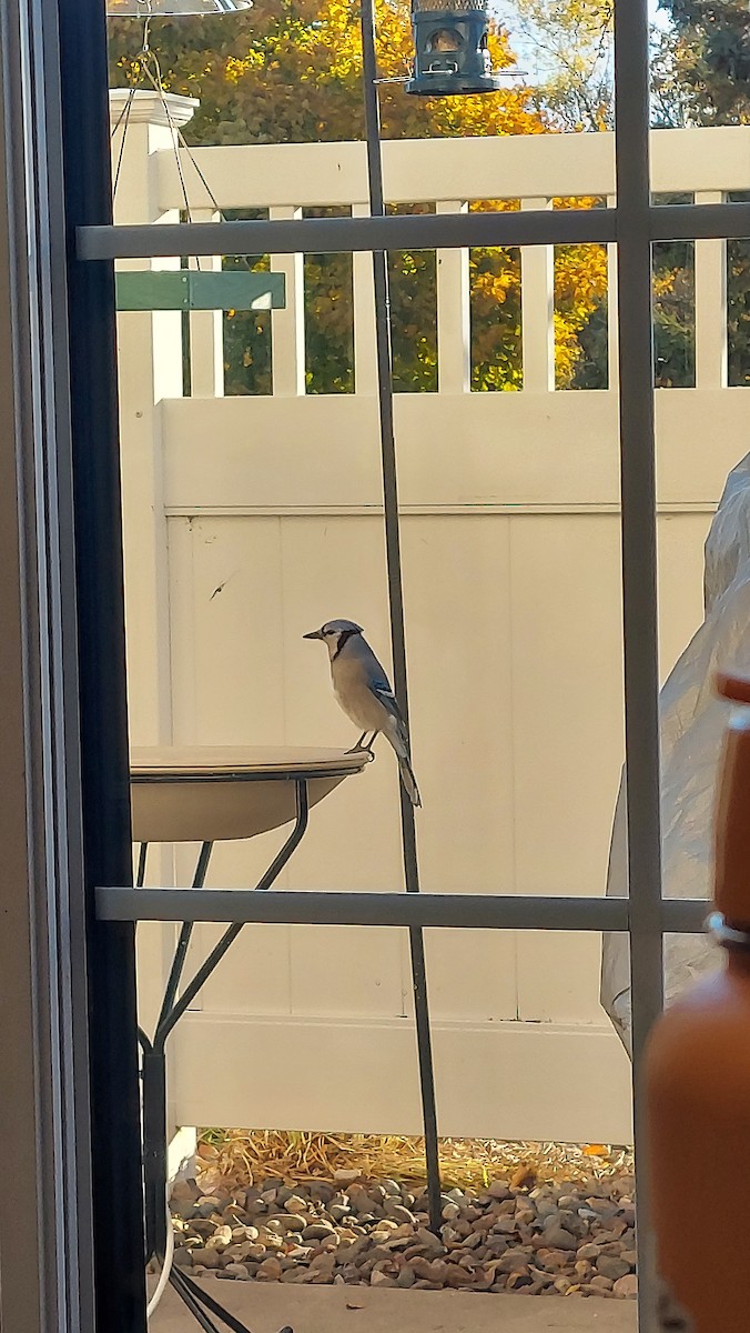 Blue Jay - ML644622094