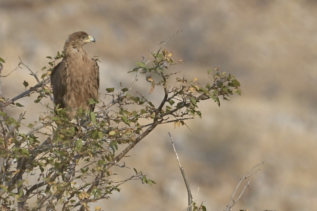 Tawny Eagle - ML644622100