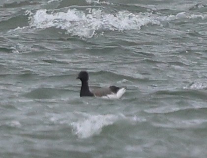 ringgås - ML644622102