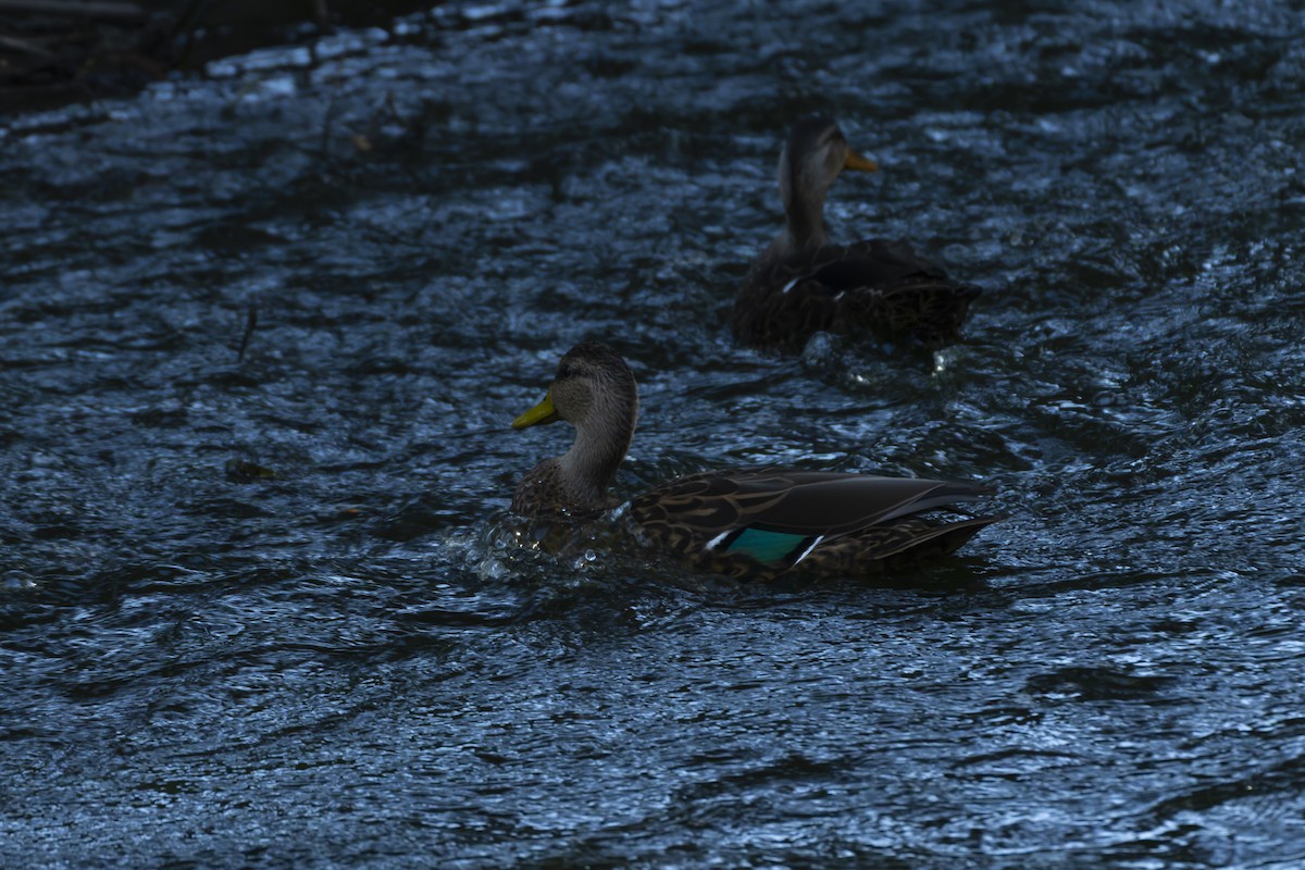 Mexican Duck - ML644622103