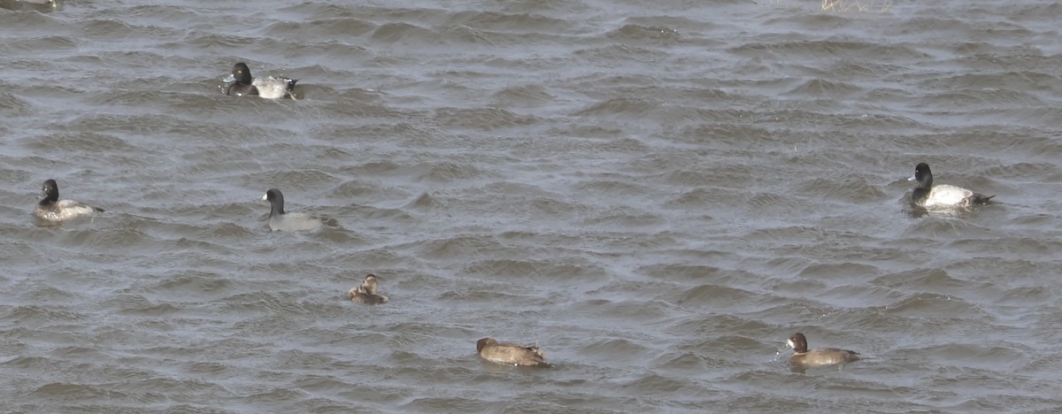 Lesser Scaup - ML644622105