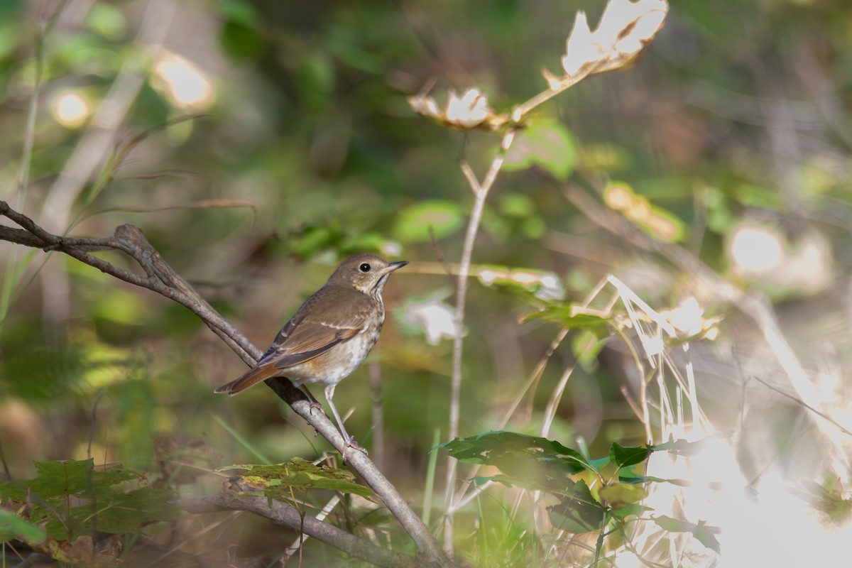 Hermit Thrush - ML644622106